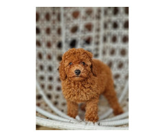 Red and apricot poodle   | free-classifieds.co.uk - 7