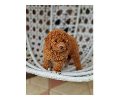 Red and apricot poodle   | free-classifieds.co.uk - 8