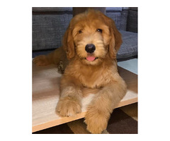 Goldendoodle  | free-classifieds.co.uk - 1