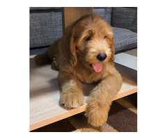 Goldendoodle  | free-classifieds.co.uk - 2