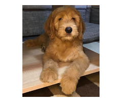 Goldendoodle  | free-classifieds.co.uk - 3