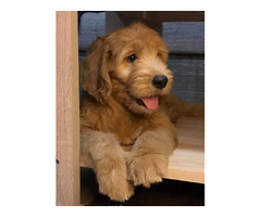Goldendoodle  | free-classifieds.co.uk - 4