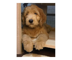 Goldendoodle  | free-classifieds.co.uk - 5