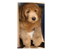 Goldendoodle  | free-classifieds.co.uk - 6