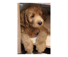 Goldendoodle  | free-classifieds.co.uk - 7
