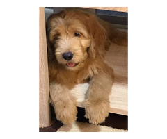 Goldendoodle  | free-classifieds.co.uk - 8
