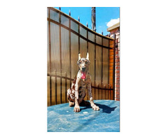 Dobermans of exotic colors   | free-classifieds.co.uk - 1