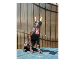 Dobermans of exotic colors   | free-classifieds.co.uk - 4
