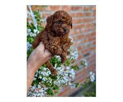 Toy poodle in apricot and red   | free-classifieds.co.uk - 1