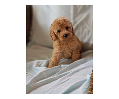 Toy poodle in apricot and red   | free-classifieds.co.uk - 2