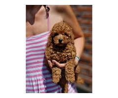 Toy poodle in apricot and red   | free-classifieds.co.uk - 3