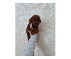 Toy poodle in apricot and red   | free-classifieds.co.uk - 4