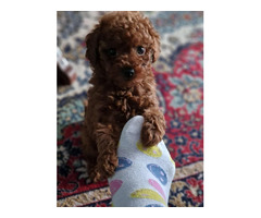 Toy poodle in apricot and red   | free-classifieds.co.uk - 5