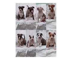 American Staffordshire terrier   | free-classifieds.co.uk - 1