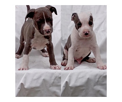 American Staffordshire terrier   | free-classifieds.co.uk - 3