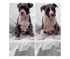 American Staffordshire terrier   | free-classifieds.co.uk - 5