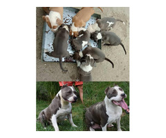 American Staffordshire terrier   | free-classifieds.co.uk - 6