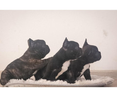 French bulldog puppies   - 1