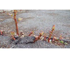 Safe and Efficient Japanese Knotweed Removal in the Midlands | free-classifieds.co.uk - 1