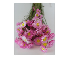 Buy Dried Flowers Online UK-Dried Flowers & Decor - 2