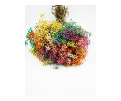 Buy Dried Flowers Online UK-Dried Flowers & Decor - 4
