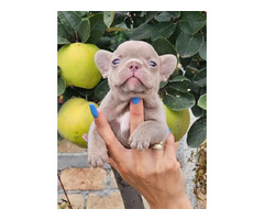 FRENCH BULLDOG - exotic colors   | free-classifieds.co.uk - 1