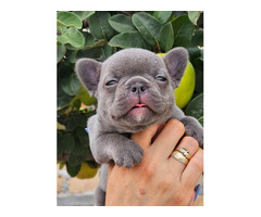 FRENCH BULLDOG - exotic colors   | free-classifieds.co.uk - 2