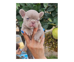 FRENCH BULLDOG - exotic colors   | free-classifieds.co.uk - 3