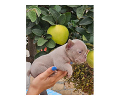 FRENCH BULLDOG - exotic colors   | free-classifieds.co.uk - 5