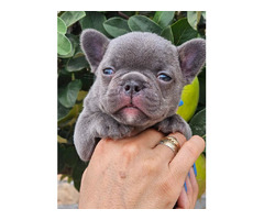 FRENCH BULLDOG - exotic colors   | free-classifieds.co.uk - 6