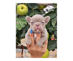 FRENCH BULLDOG - exotic colors   | free-classifieds.co.uk - 7