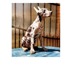 Doberman puppies   | free-classifieds.co.uk - 2