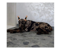 Doberman puppies   | free-classifieds.co.uk - 5