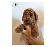 Red poodles  | free-classifieds.co.uk - 1