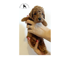 Red poodles  | free-classifieds.co.uk - 2