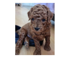 Red poodles  | free-classifieds.co.uk - 3
