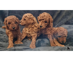 Red poodles  | free-classifieds.co.uk - 5