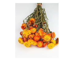 Perfect for Autumn Weddings; Dried Flowers in the UK! | free-classifieds.co.uk - 3