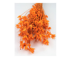Perfect for Autumn Weddings; Dried Flowers in the UK! | free-classifieds.co.uk - 4