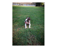 Boston Terrier - male puppy  | free-classifieds.co.uk - 3