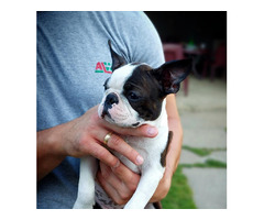 Boston Terrier - male puppy  | free-classifieds.co.uk - 4