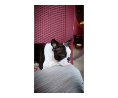 Boston Terrier - male puppy  | free-classifieds.co.uk - 5