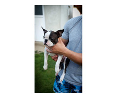 Boston Terrier - male puppy  | free-classifieds.co.uk - 6