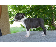 Boston Terrier  | free-classifieds.co.uk - 1