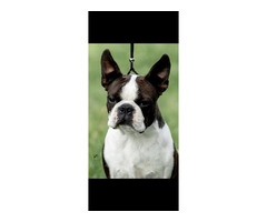Boston Terrier  | free-classifieds.co.uk - 7