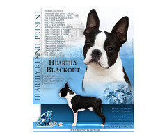 Boston Terrier  | free-classifieds.co.uk - 8