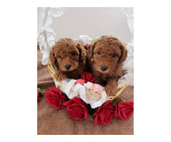 Red toy poodle puppies  - 1