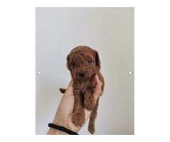 Red toy poodle puppies  - 2