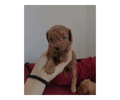 Red toy poodle puppies  - 3