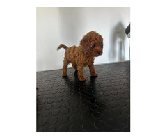 Red toy poodle puppies  - 4